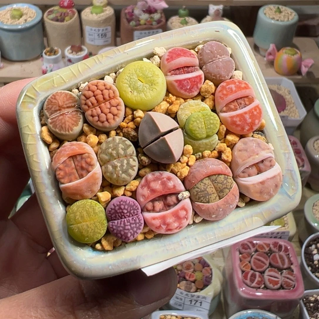 多肉植物191号彩色