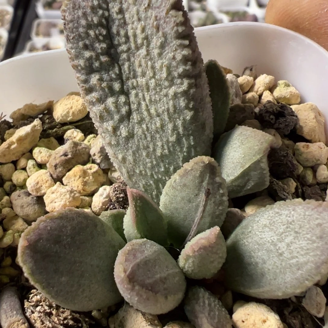 楞叶冰晶款新品多肉植物水泡