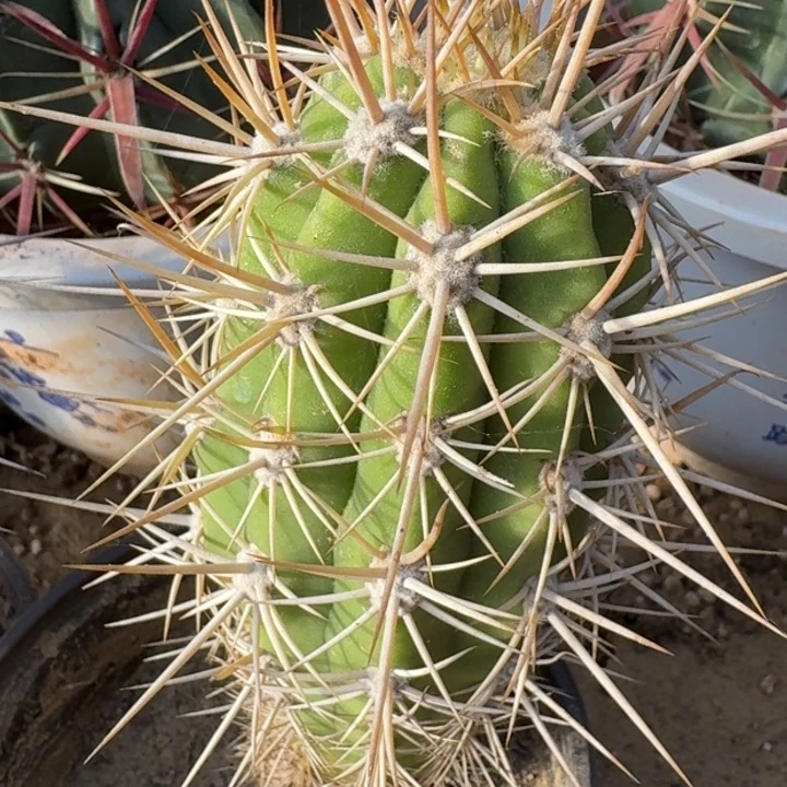 实生锦鸡笼66666666