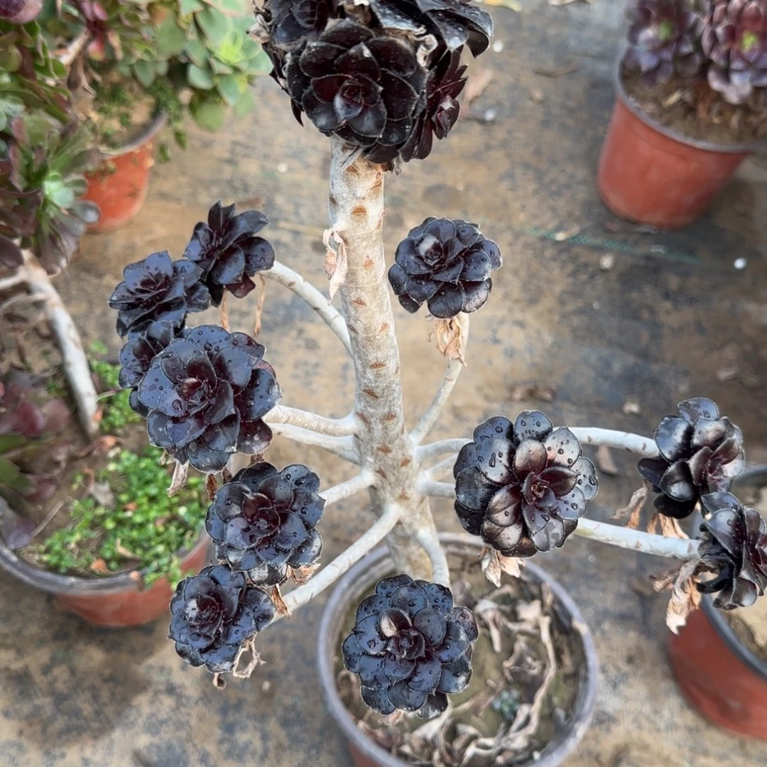 墨豆386满20包邮断枝不包