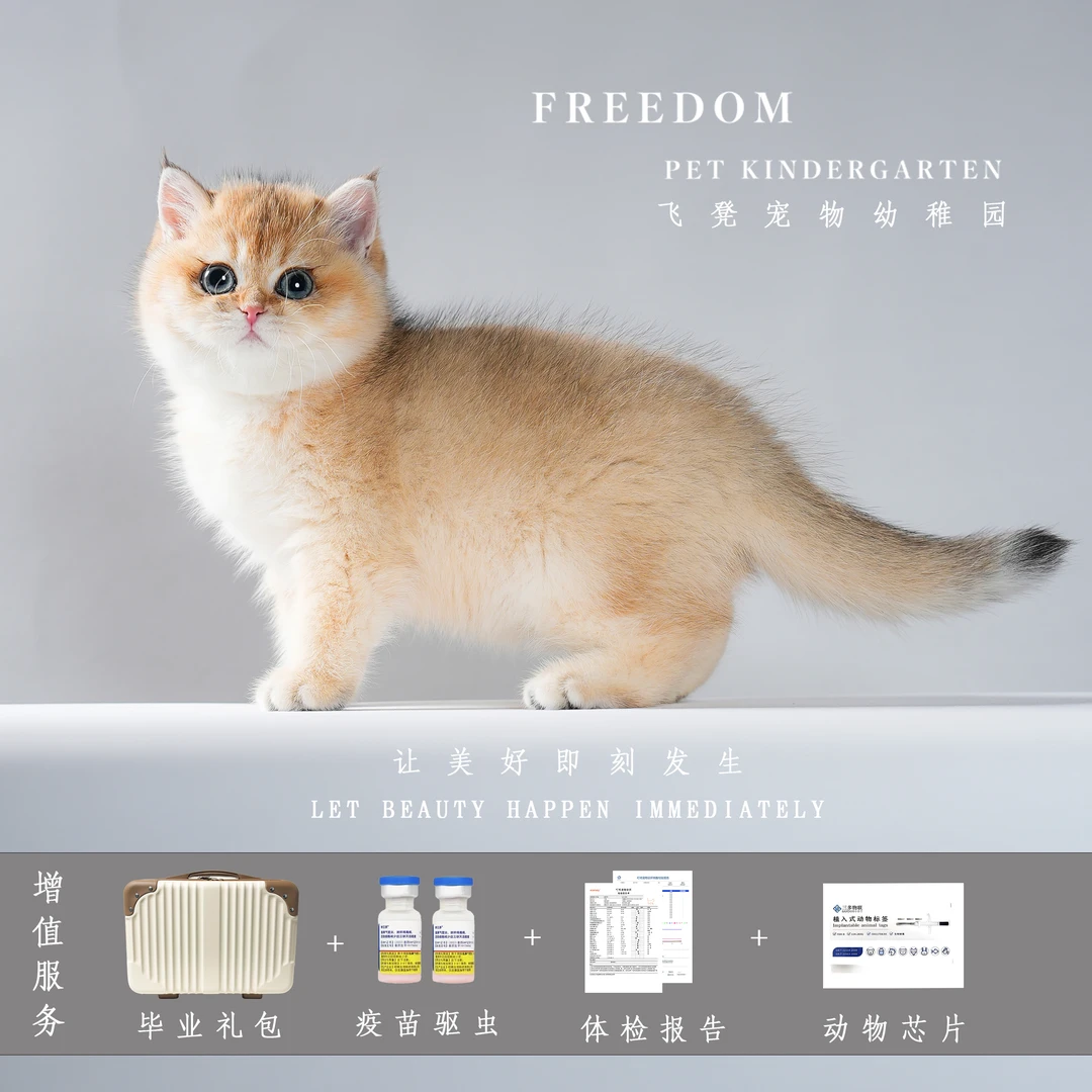 【福瑞·咿咕】包子脸熊版金渐层带聪明毛妹妹精品活体猫咪伴侣宠物