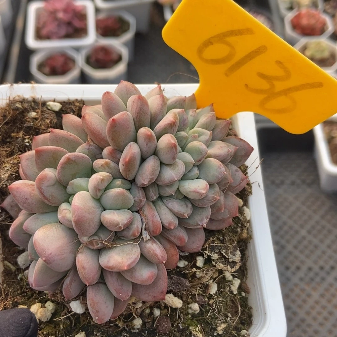 6139粉珍妮缀多肉植物