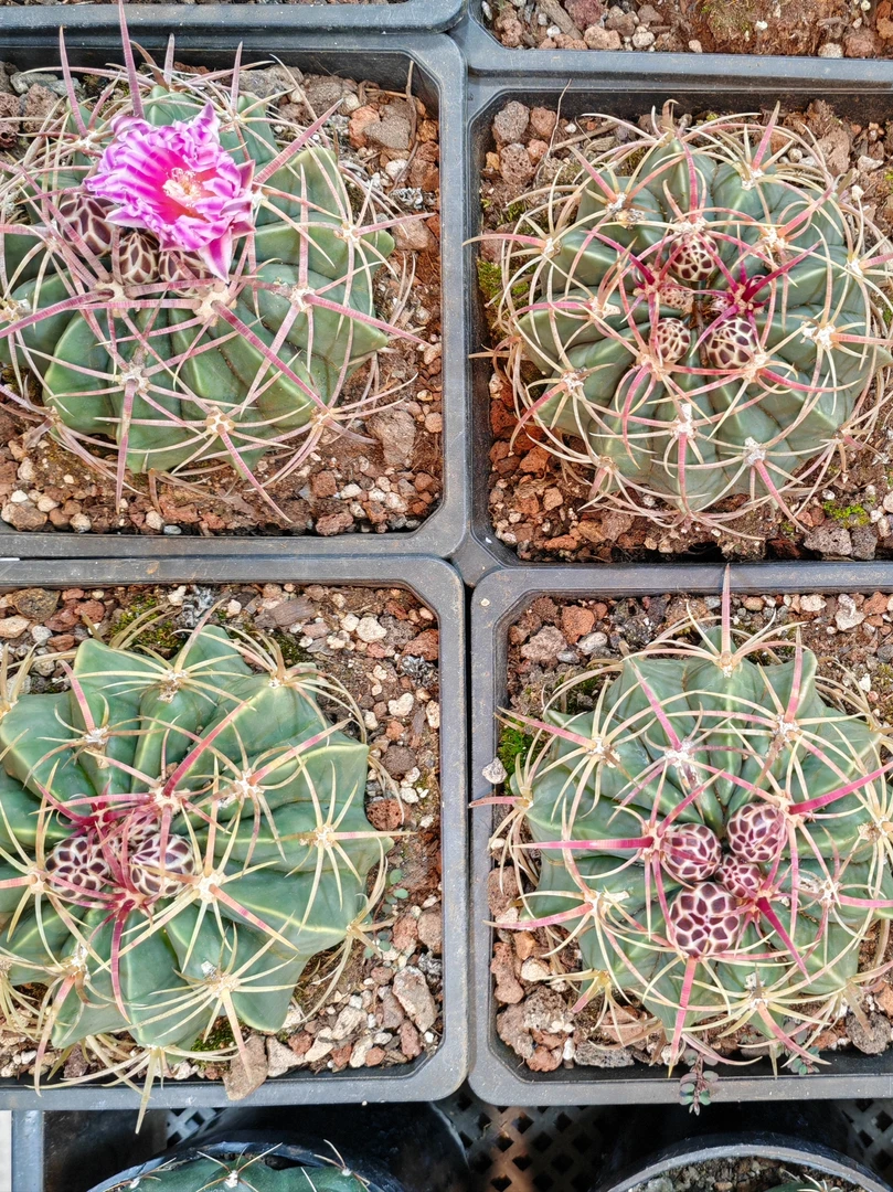 赤城仙人球 脱土裸根发货