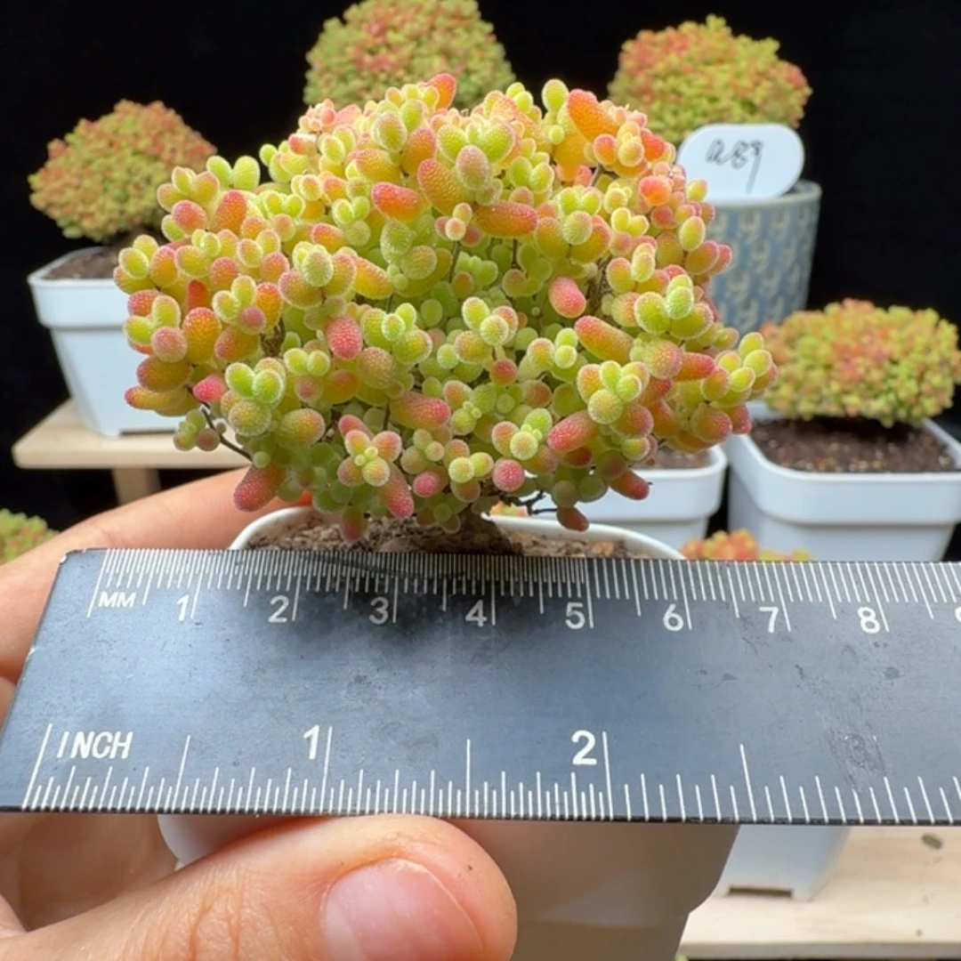 a5号蜜橘冠服6厘米