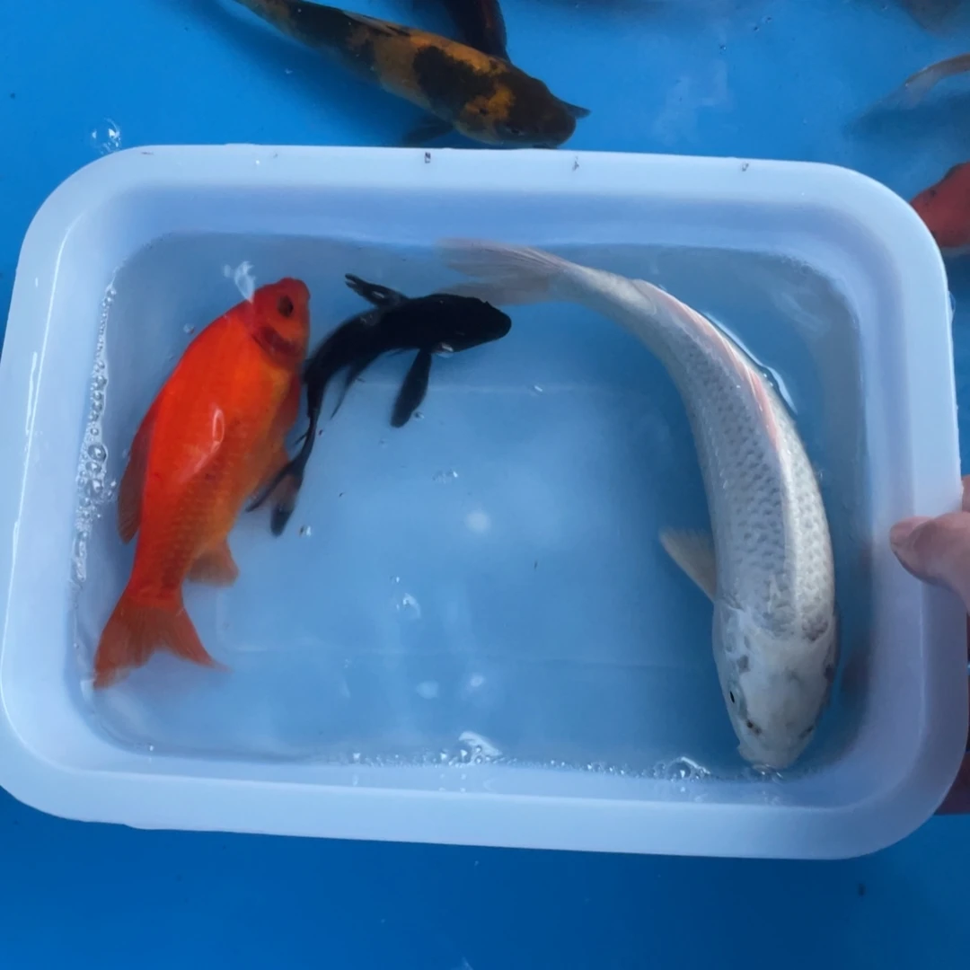 锦鲤白金xxxxxxxxx