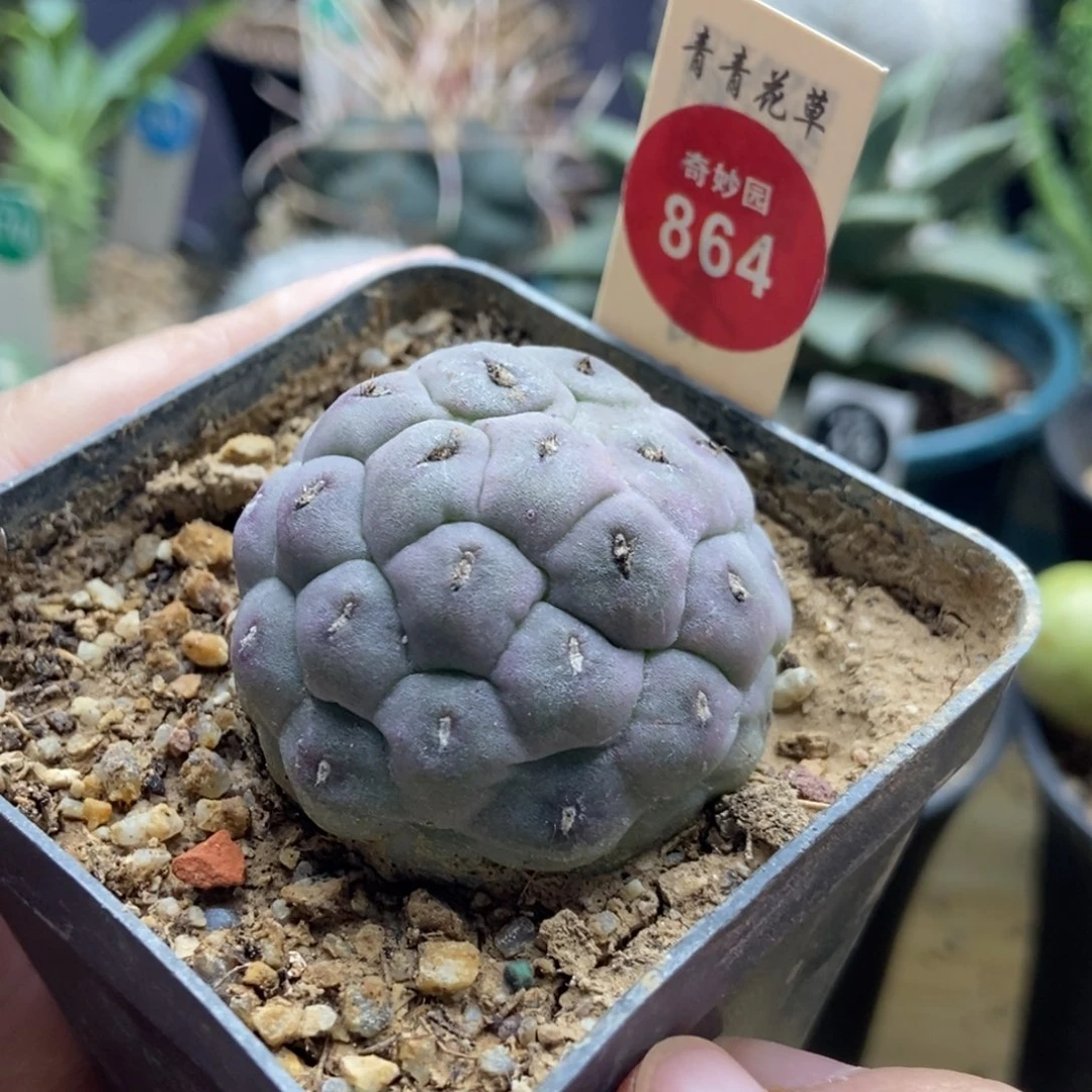 自根紫皮习志野4.1cm