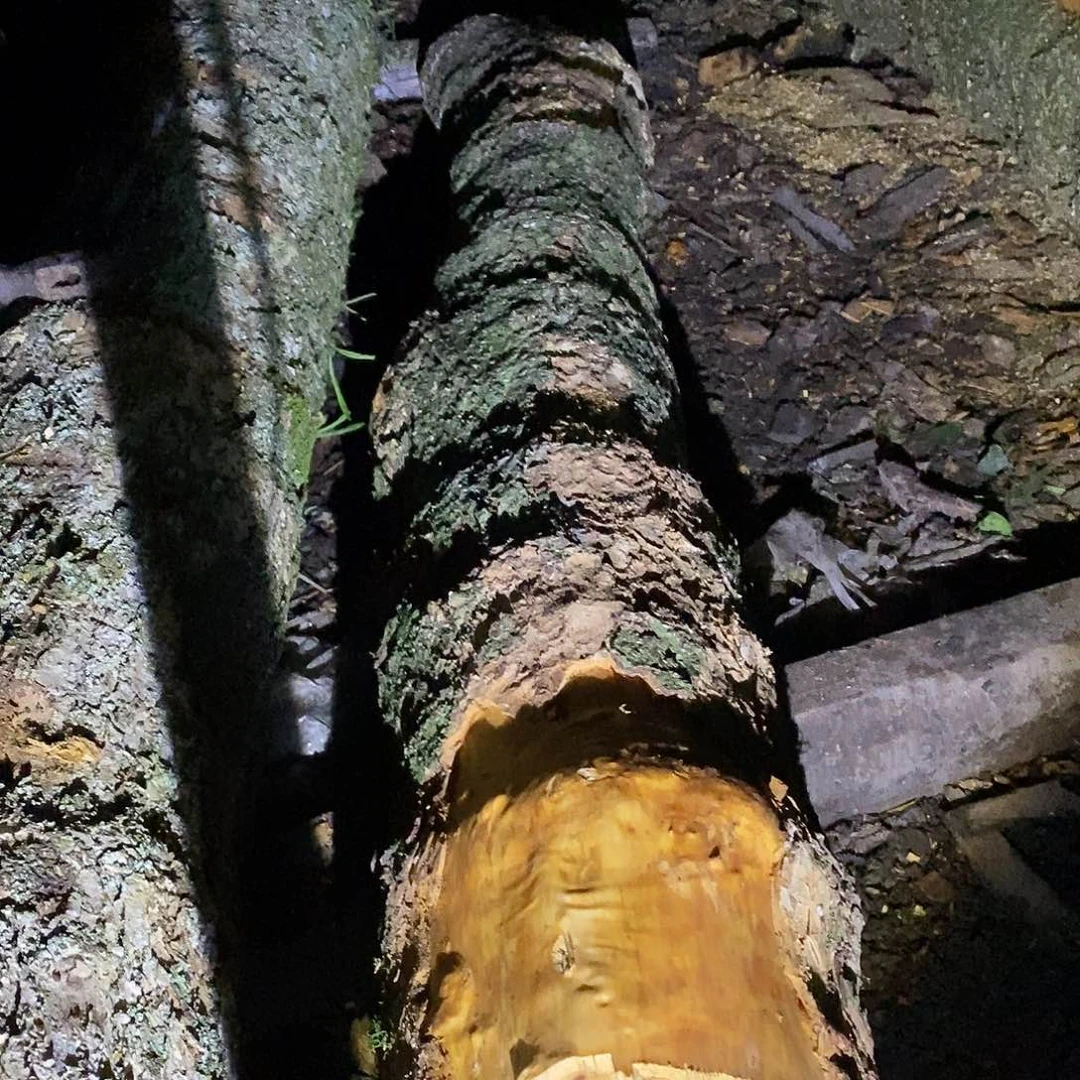 志***得小叶桢楠金丝楠木