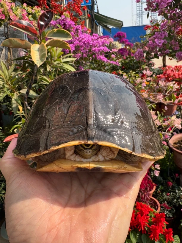 直播观赏龟马来西亚闭壳龟、收到快递叫快递员开箱、拍完整开箱视频