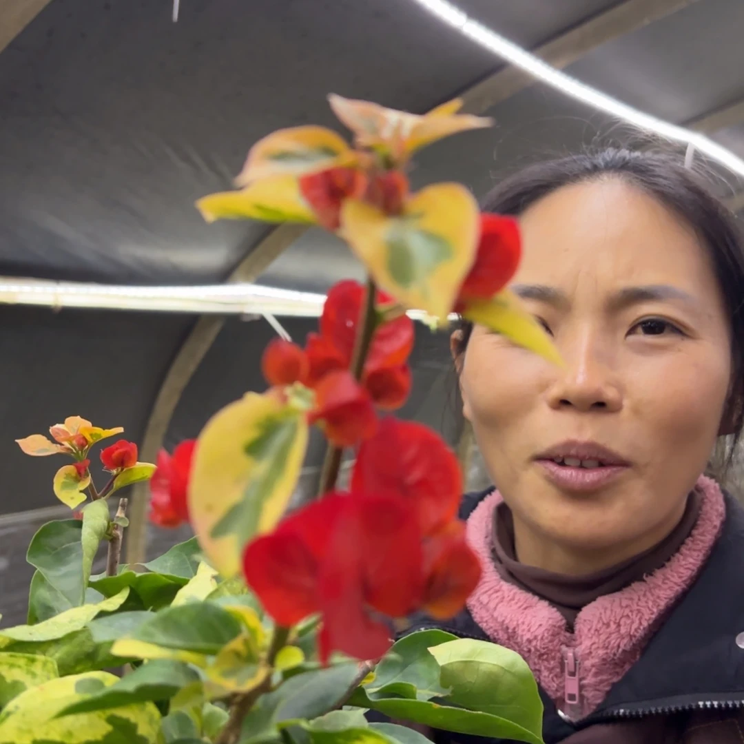 完全开放（拉菲泰）三角梅不带花会落花落叶会光杆苗有大有小