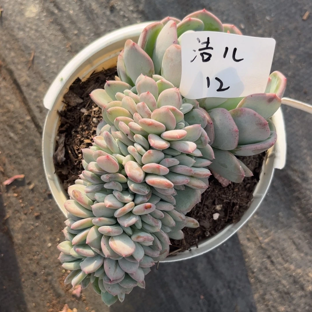 z**儿玛瑙缀多肉植物