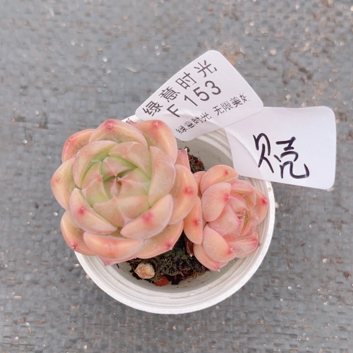 爱***壳153 换盆土发货 一物一拍