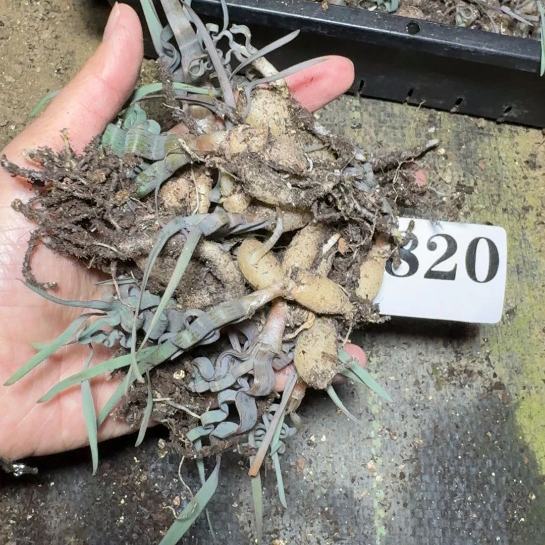 海带弹簧草一把一物一拍多肉植物