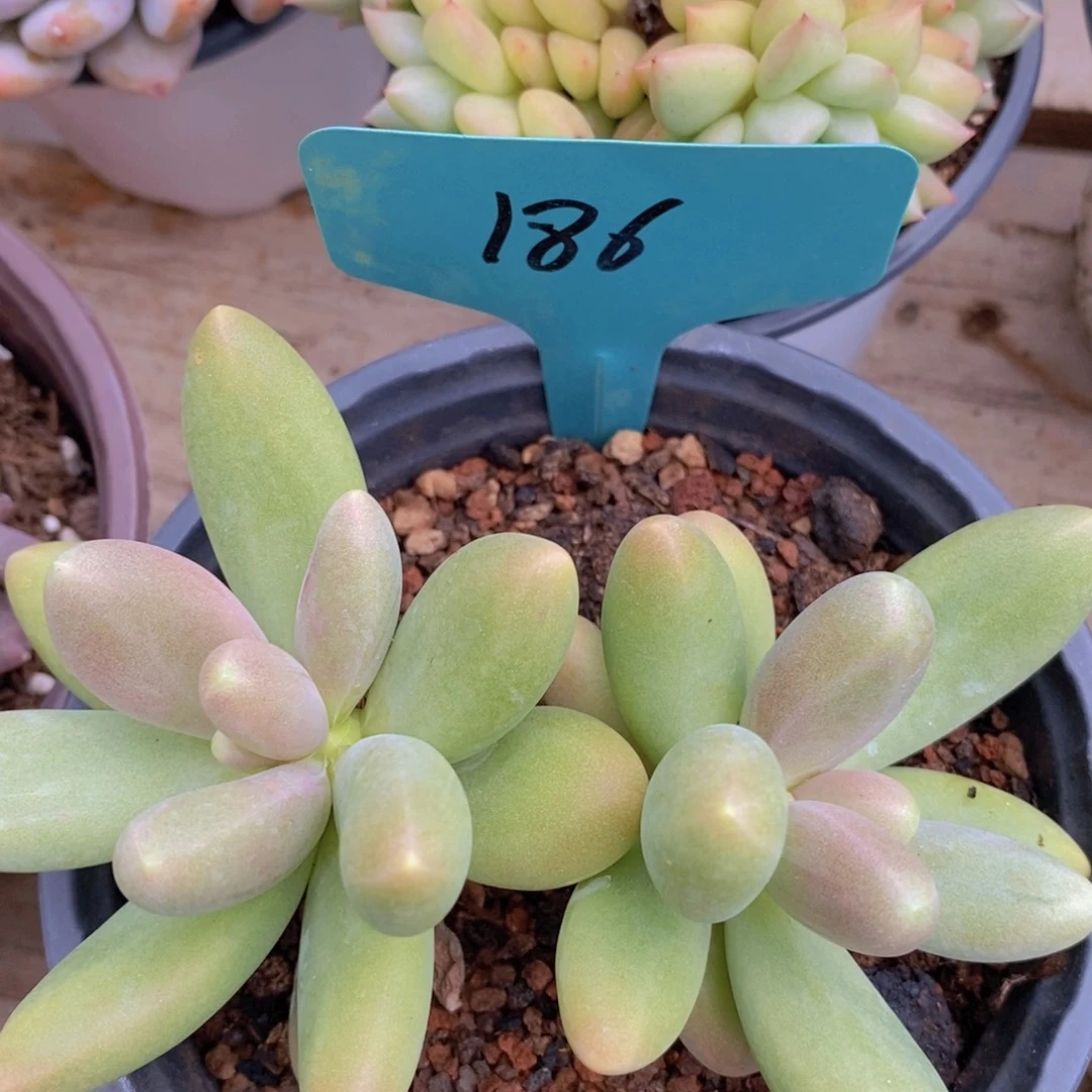 清寄养位置，仅限1.5天，