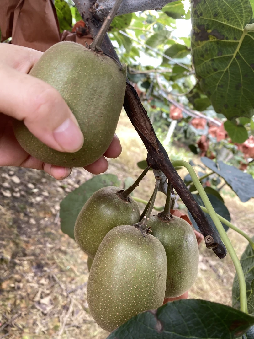 四川高山红心猕猴桃现摘现发新鲜香甜多汁50-70g小果满满一大箱