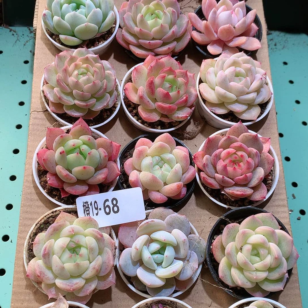 19-68一物一拍带盆18颗。