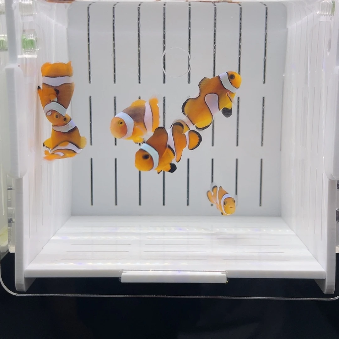 海水鱼公子小丑鱼