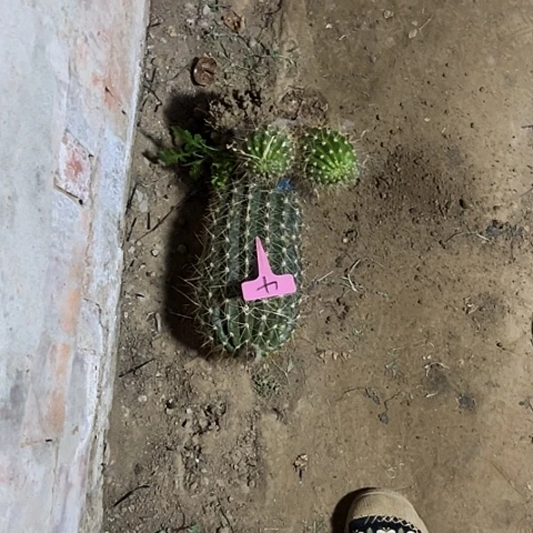 S****子清清707毛花柱4微瑕