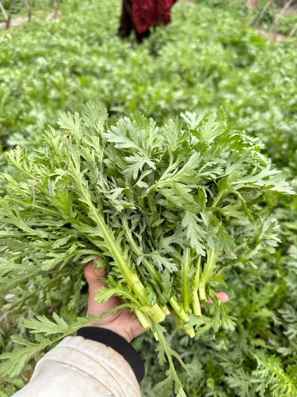 湘西农家露天茼蒿