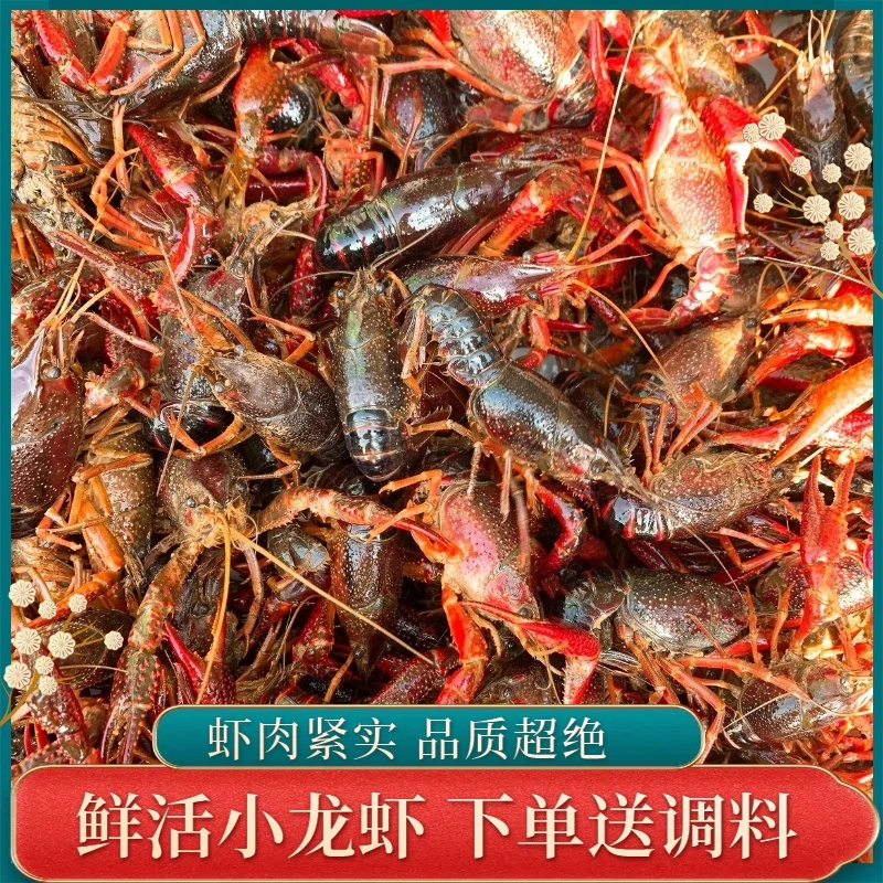 [大号头茬小龙虾]净重2.5斤当季新虾红虾小龙虾 鲜活发货（4-6钱/只）