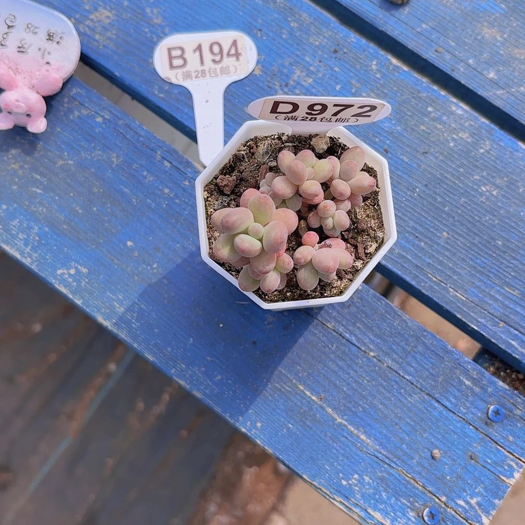 松*✨D972苹果奶一物一拍