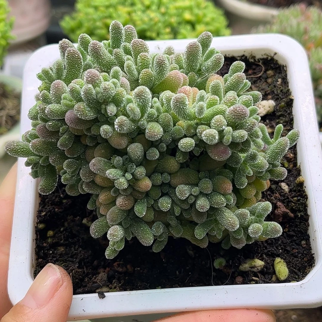 32五彩冰晶优选枝干番杏