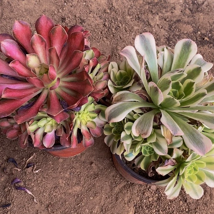 韶华加绿豆沙手捧花