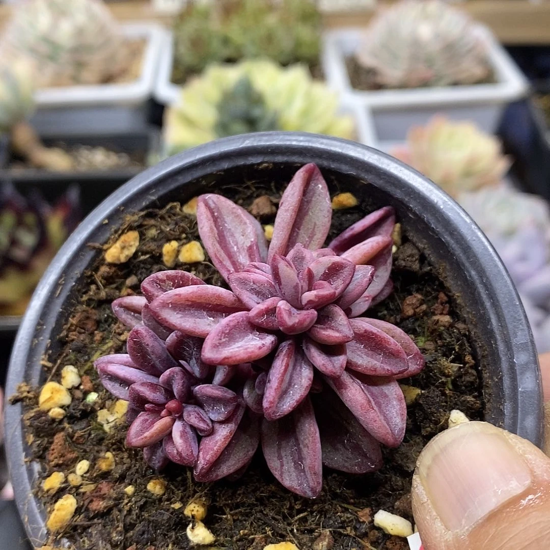 30207 紫心锦自然群 需延时发货