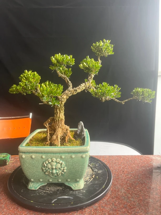 一物一拍广东皱皮雀舌黄杨盆景南北方种植绿植盆栽造型盆景