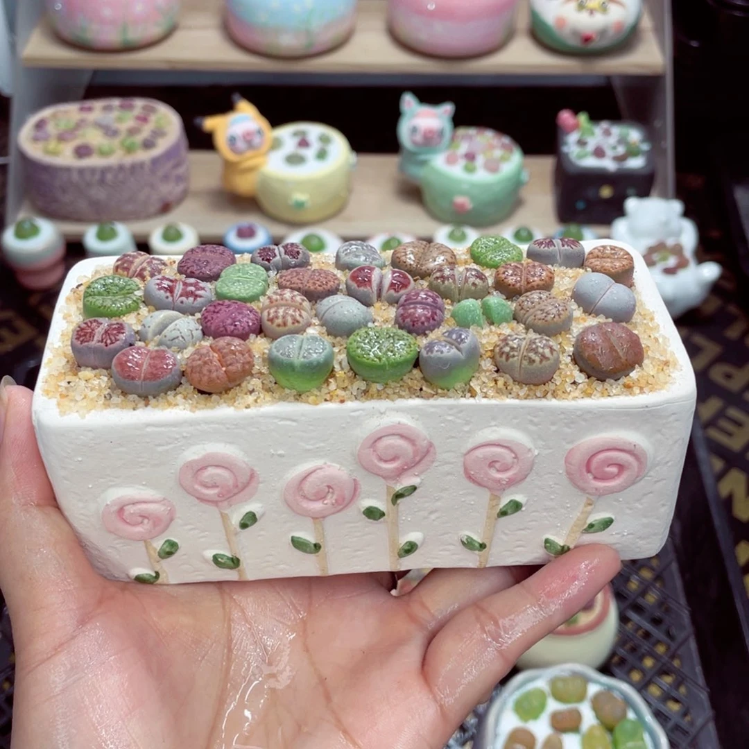 w3508 开播福利 带盆土发货一物一拍