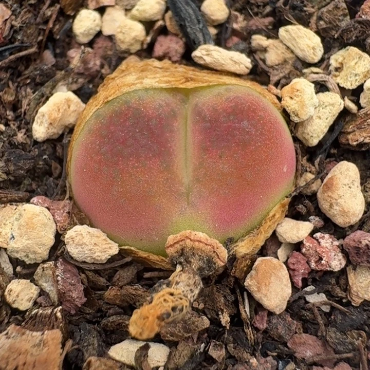 365水蜜桃带盆5888888888