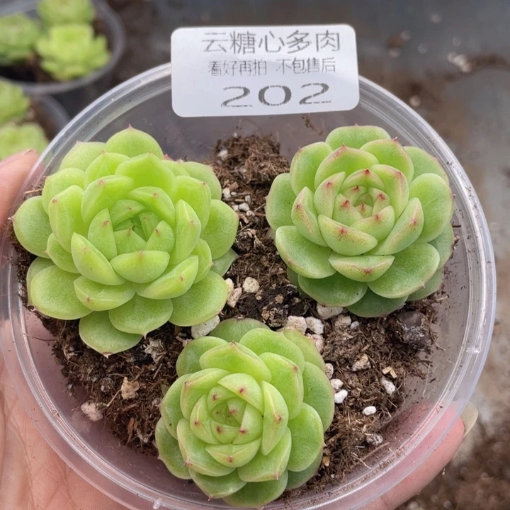 云糖心多肉植物202