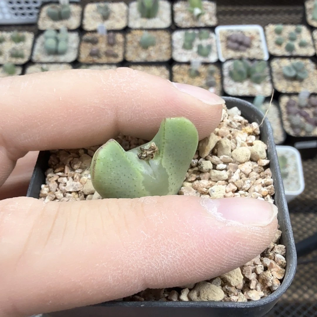 缥*dy8 飘渺大哥 少将s