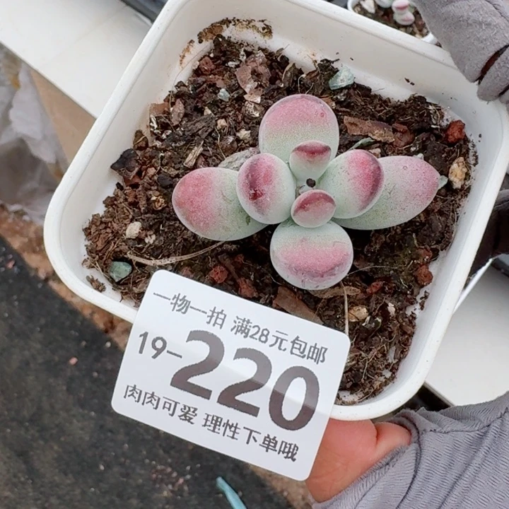 乒乓福娘无盆土发货多肉多