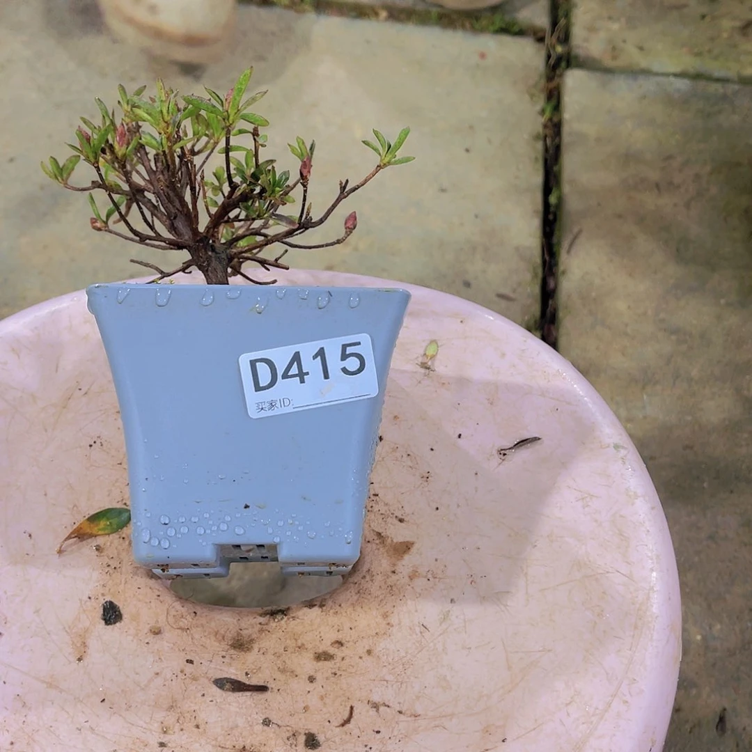 红陶直播时间一直一个