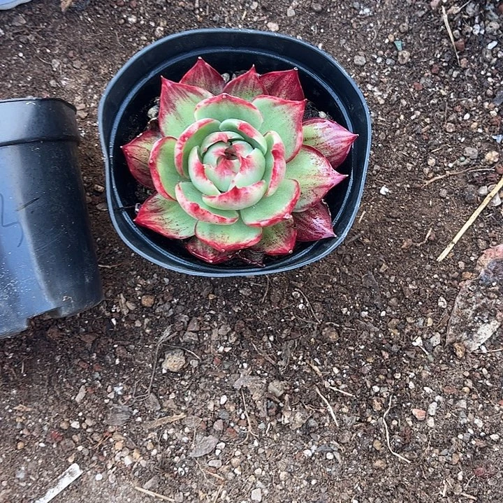 惊鸿仙子多肉植物46