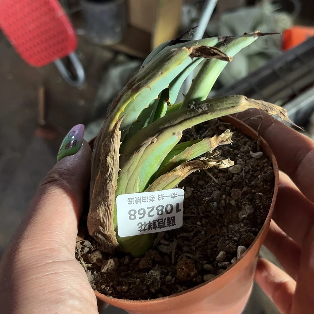 不*愿108268一物一拍单头发货