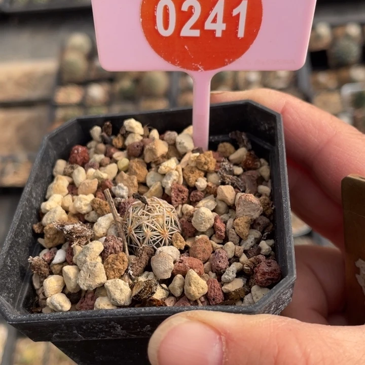 王***芳实生紫王子0241000000