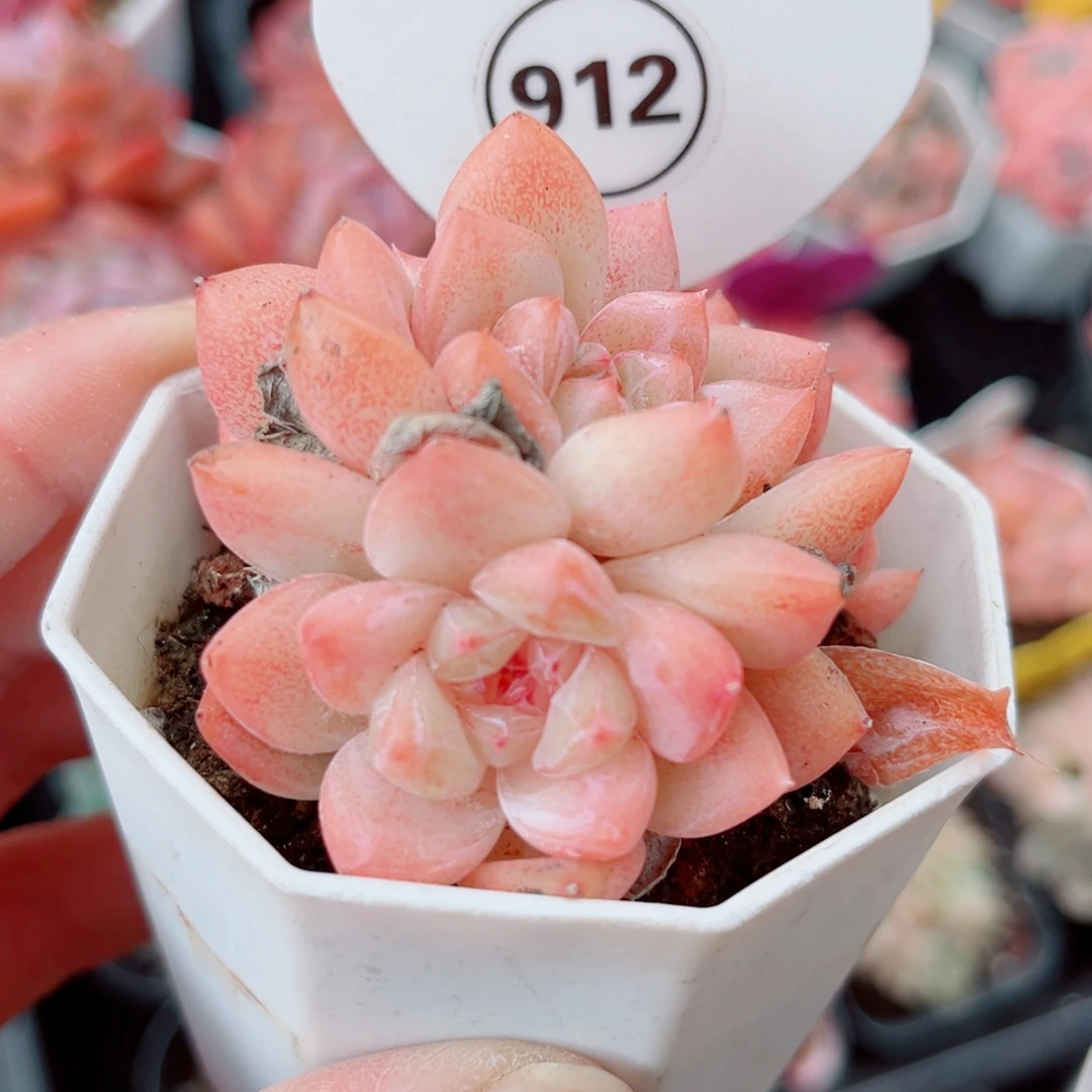 912号小老桩糖心群