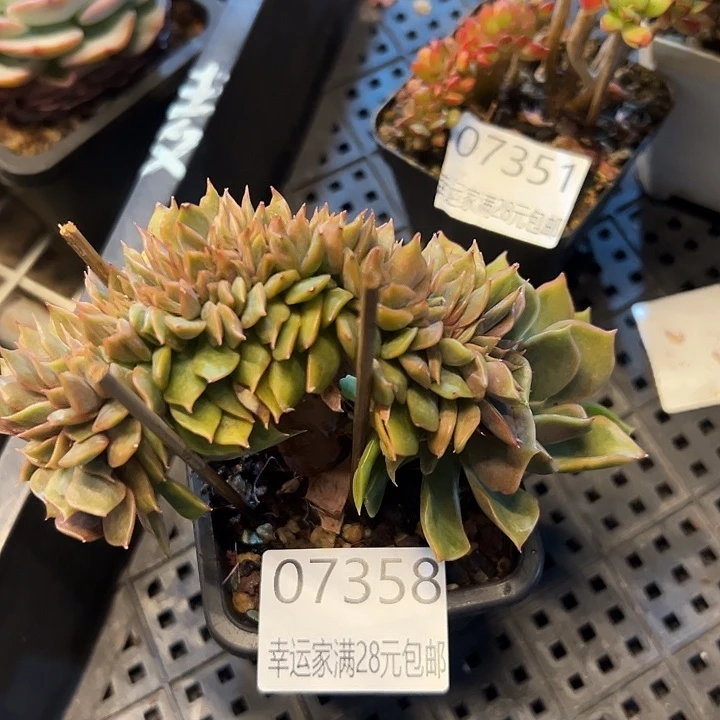 幸运儿的一句台词我幸运