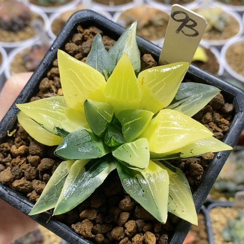 【闪购商品】93实生寿锦