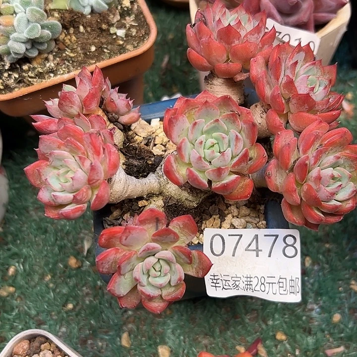 幸运的是我还没遇到幸运
