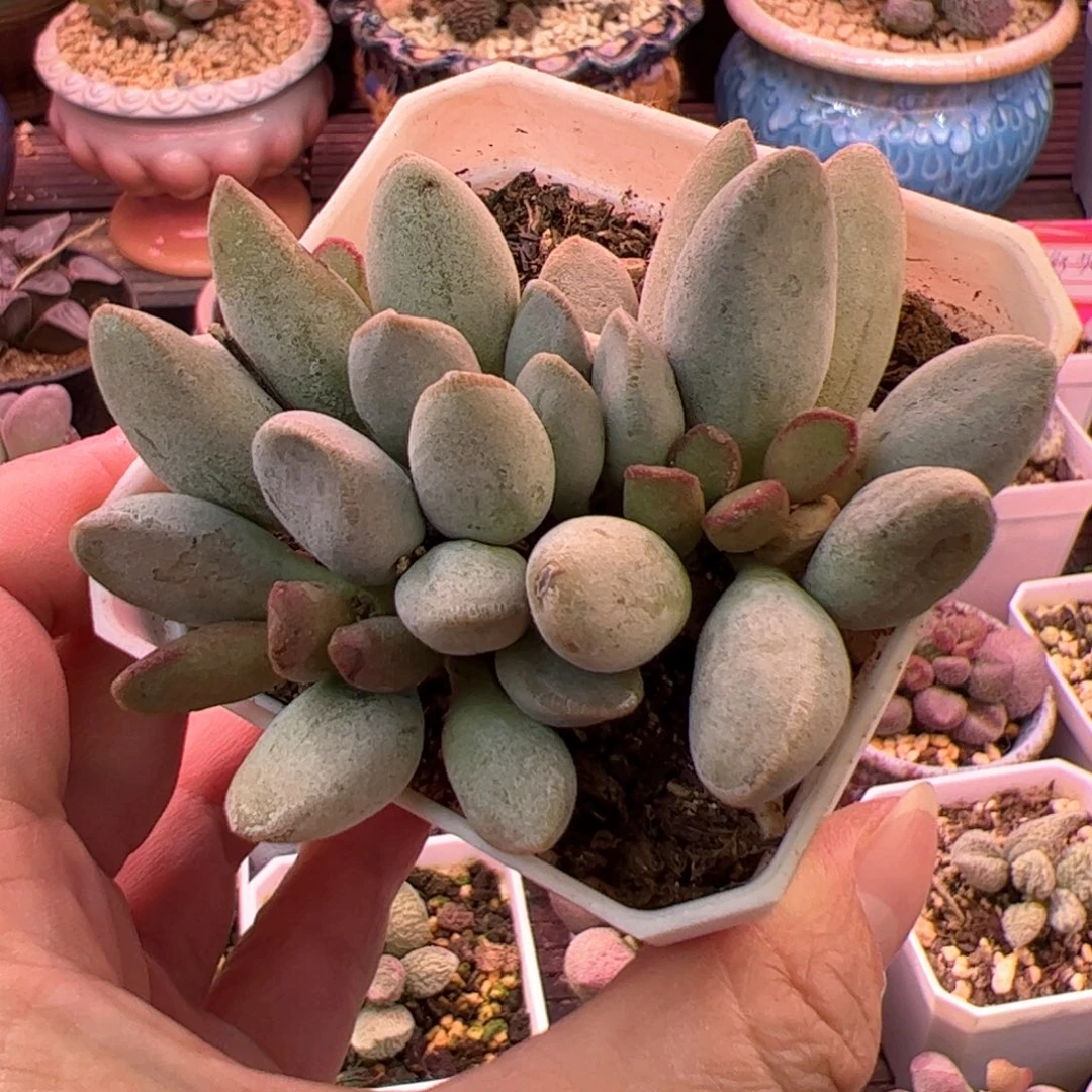 仙桃。