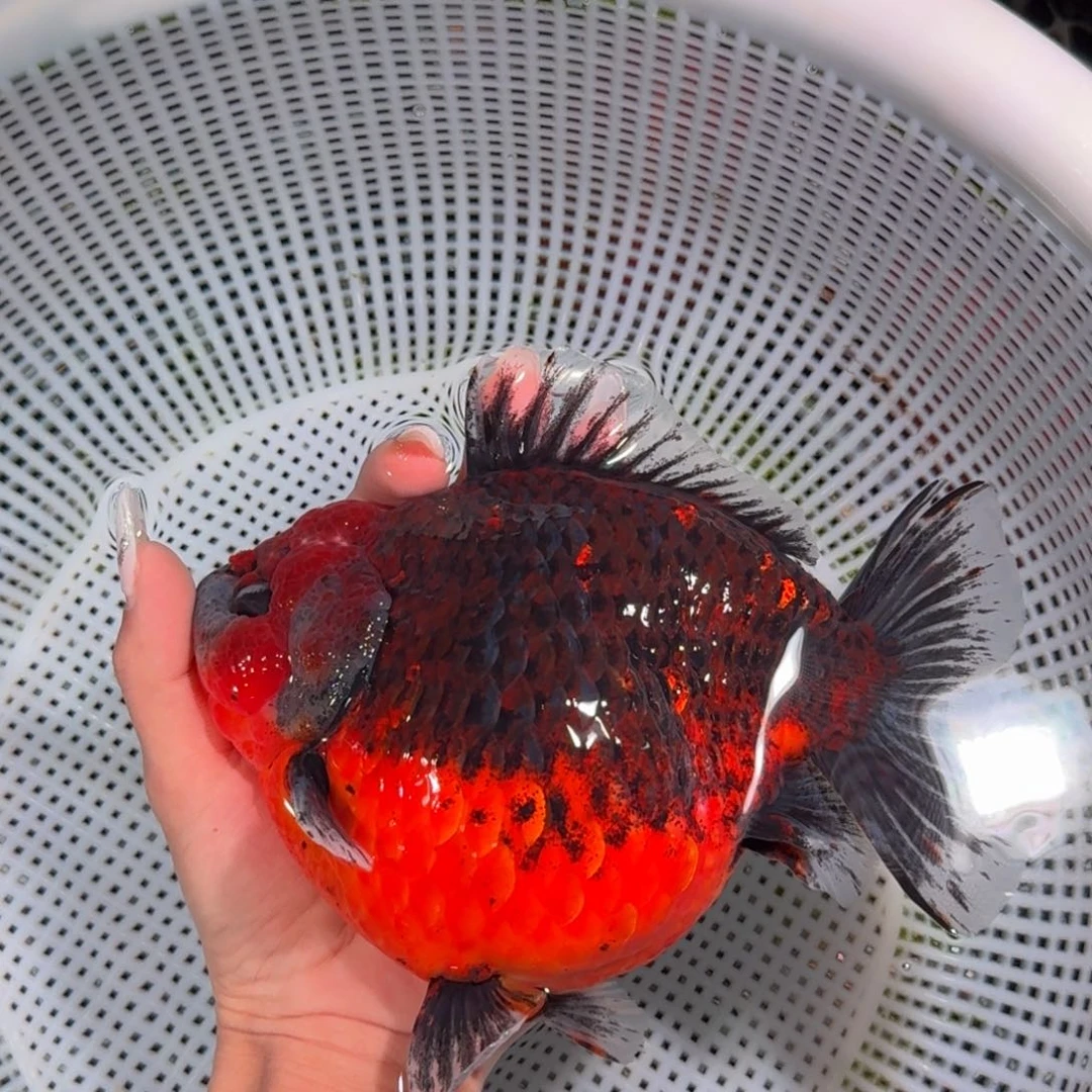 金鱼类不分公母15