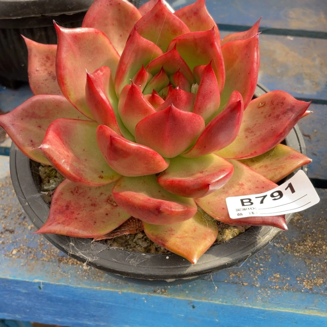 无花朵若如东云组拍B791