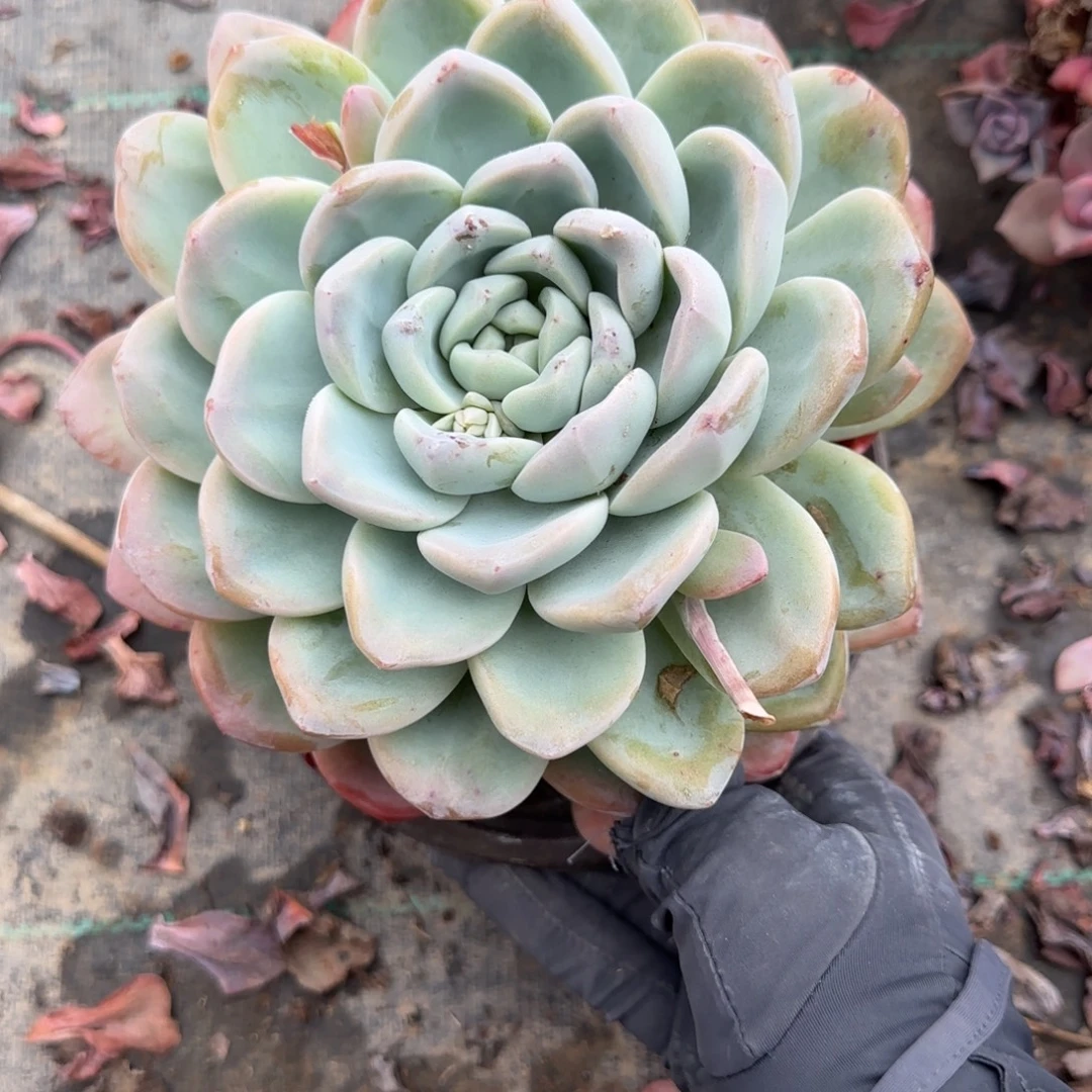 无花朵冰超大单头