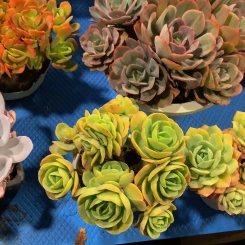 L****u1306碧桃缀化多肉