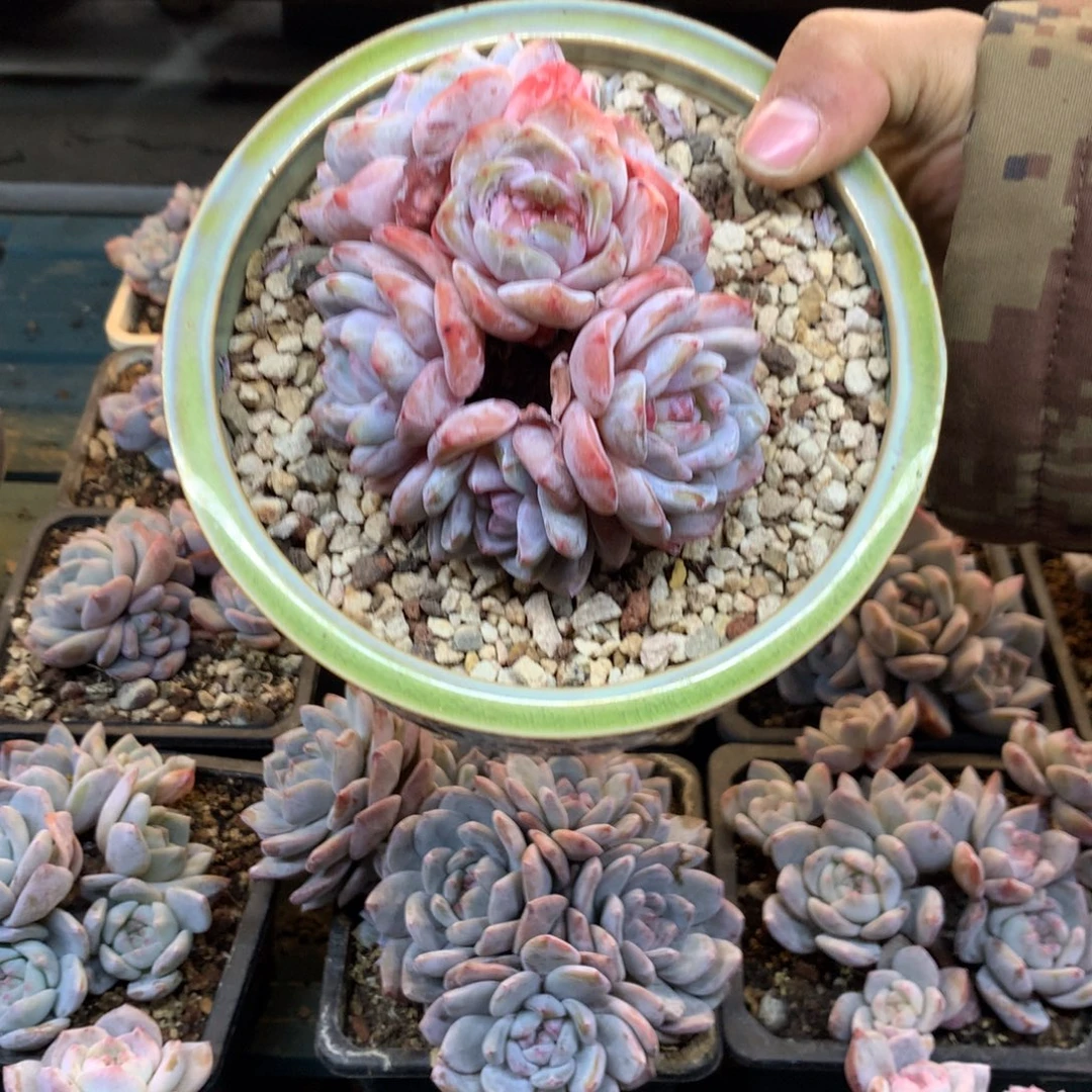 石榴籽粉皮花花花花花