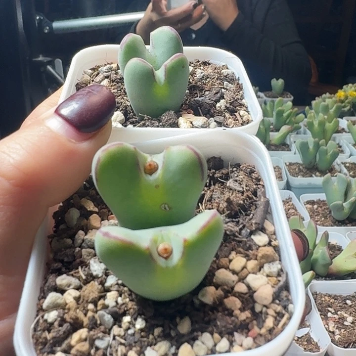 暴***富少将一物一拍多肉