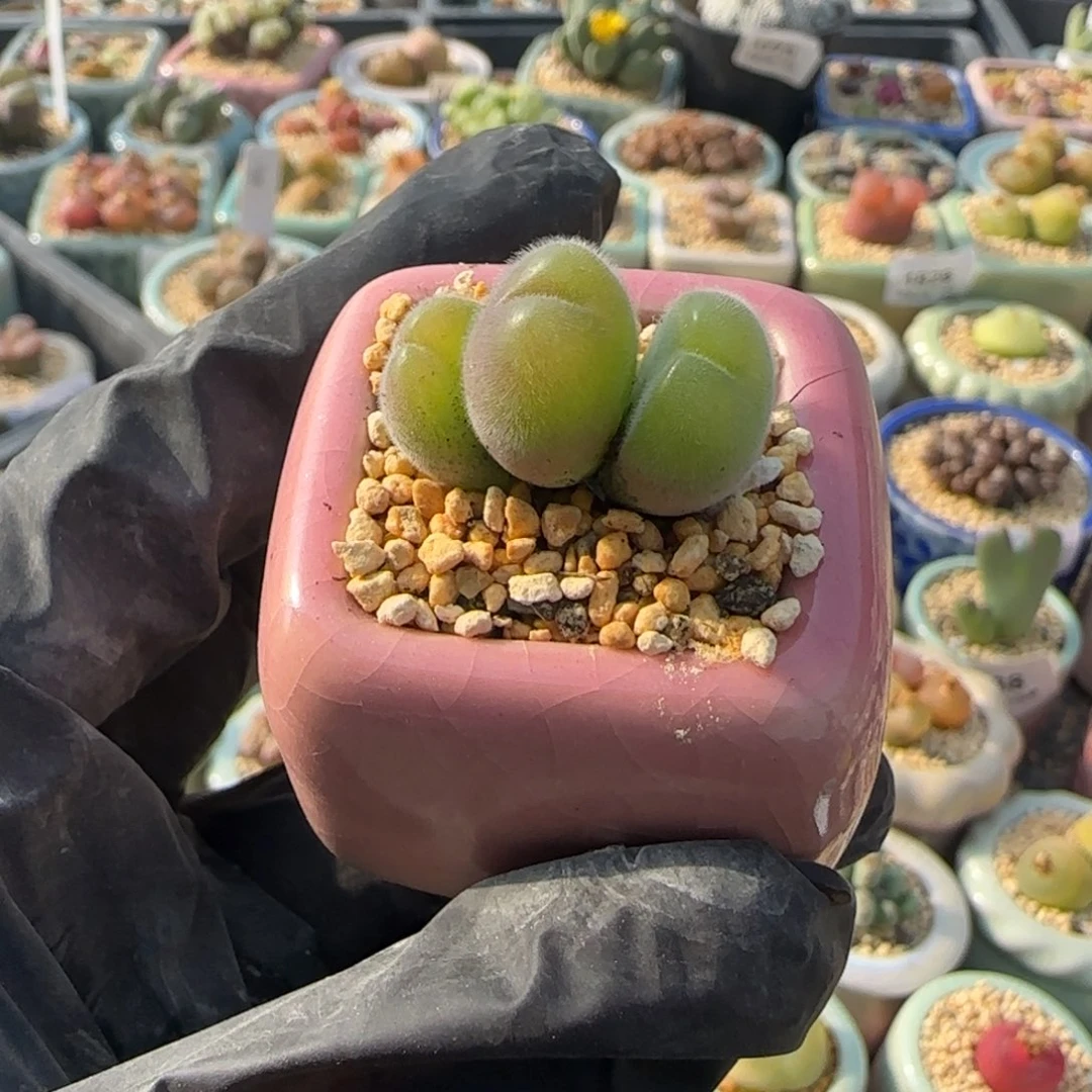 1857-一物一拍 带盆