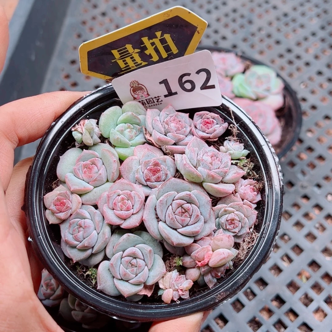 多肉植物多肉植物